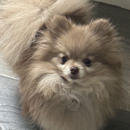 Pomeranians from Rockstar Rigby Pomeranians