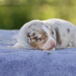 Rmm1 - Red merle male Australian Shepherd puppy in Stephenville, Texas from Diamond H Aussies