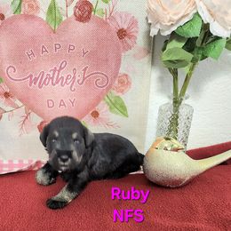 Ruby - Black and white female Schnoodle puppy in Tucson, Arizona from Smart Schnauzers & Schnoodles