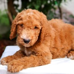 Green collar - Apricot male Goldendoodle puppy in Palmetto Bay, Florida from SOMIDOODLES