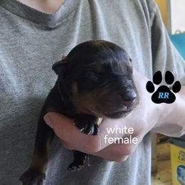 White - Black and mahogany Rottweiler puppy in Tangent, Oregon from Raya's Royals