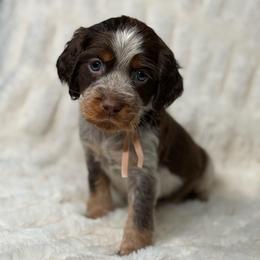 Blush girl - Tri-Roan female English Springer Spaniel puppy in Fairfield, California from Goldridge Springers