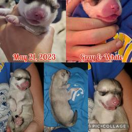 Siberian Husky Puppies from Lunter's Heaven Huskies
