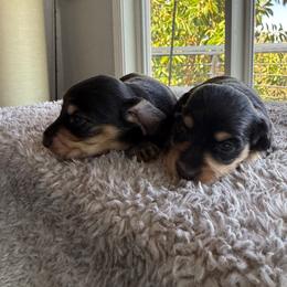 Black and cream 1 - Black and cream female Dachshund puppy in San Diego, California from San Diego Dachshunds