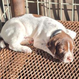 Boy 3 - Liver roan male German Shorthaired Pointer puppy in Henderson, Texas from C4 Gun Dogs