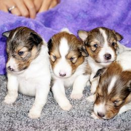 Pomsky, Rottweiler, Shetland Sheepdog, and Toy Shetland Sheepdog Puppies from Mountain High Kennels