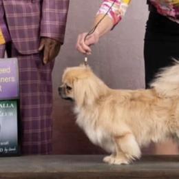 Brittanys and Tibetan Spaniels from MoonRiver Brittanys & Tibetan Spaniels