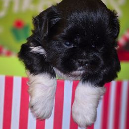 Jingles - Black and white male Shih Tzu puppy in Avery, Texas from Christye Bolen