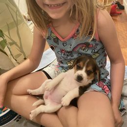 Beagle and Doberman Pinscher Puppies from Desert Mountain Canines