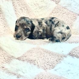 Harry - Dapple male Dachshund puppy in Casper, Wyoming from Daisy's Doxies & Doodles