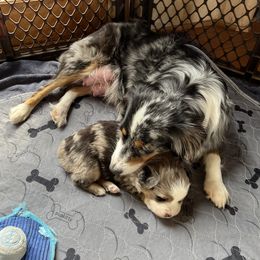 Mabel - Miniature Australian Shepherd