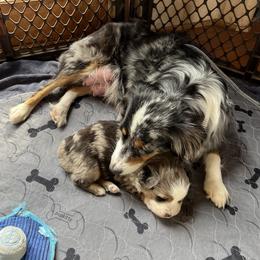 Mabel - Miniature Australian Shepherd