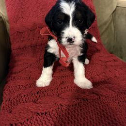 Florence - Black and white female Bernedoodle puppy in Tulsa, Oklahoma from Magnolia Blossom Bernedoodles