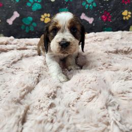 Mistletoe (Now Ginger) - Liver white and tan female English Springer Spaniel puppy in Westover, Maryland from Sterling's springer Haven