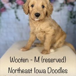 Wooten - Apricot male Goldendoodle puppy in Cedar Falls, Iowa from Northeast Iowa Doodles