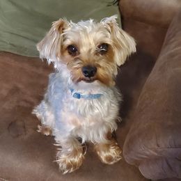Ruger - Yorkshire Terrier