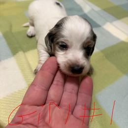 Girl 1 - Piebald female Dachshund puppy in Lexington, Tennessee from Nichols' Miniature Dachshund