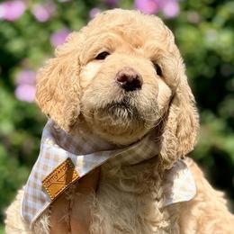 Yamaha 'Yama' - Cream female Goldendoodle puppy in Dayton, Ohio from Perks Court Doodles