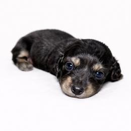 Kosmo - Black and cream male Dachshund puppy in Biloxi, Mississippi from Southern Doxies Ms