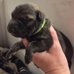 Lime Green Girl - Sable female German Shepherd puppy in Dallas, Pennsylvania from Mountainside German Shepherds