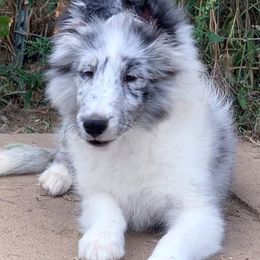 Shetland Sheepdogs from Odyssey Shetland Sheepdogs