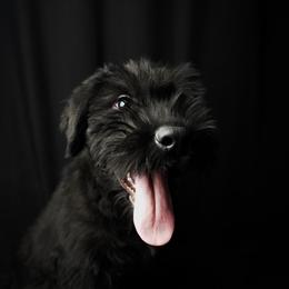 Boy 3 - Green Collar - Black male Giant Schnauzer puppy in St George, Utah from Schnauzer Ranch