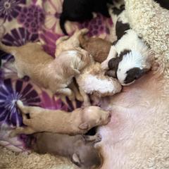 Bernedoodle, Double Doodle, and Saint Berdoodle Puppies from Remington Kennels, LLC