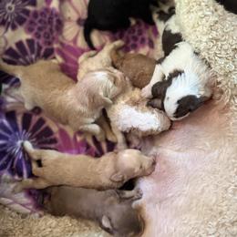 Bernedoodle, Double Doodle, and Saint Berdoodle Puppies from Remington Kennels, LLC