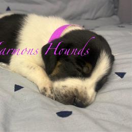 Lulu - Blue ticked and tan female Bluetick Coonhound puppy in Mount Pleasant, Texas from Harmons Hounds