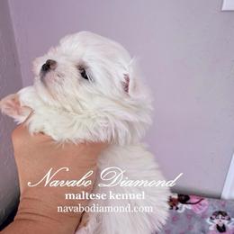 Boy 1 - White male Maltese puppy in Snowville, Utah from Navabo Diamond