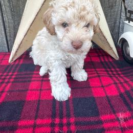 Blue collar - White male Poodle puppy in Fredericktown, Missouri from Ellie & Co. Doodles and Poodles