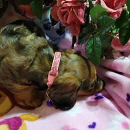 Dachshund Puppies from CLARK'S BREEDING PROGRAM