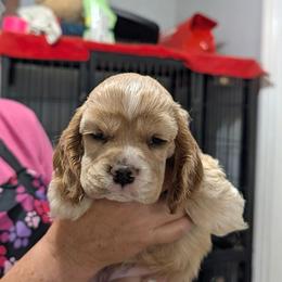 Timmy - Red male Cocker Spaniel puppy in Hernando, Florida from Blackwater Kennel