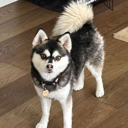 Pomskies from Full Breed Pomsky
