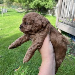 Cavapoo Puppies from Campbell Cavapoos