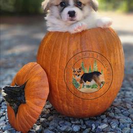 Waffle - Red male Pembroke Welsh Corgi puppy in Cameron, North Carolina from Butts Family Corgis