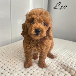 Leo - Red  male Poodle puppy in Miami, Florida from Maria's Pups