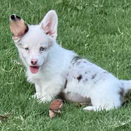 Mismark Merle- Full Tail - Blue merle and white male American Corgi puppy in Nashville, Arkansas from Whisenhunt Farms