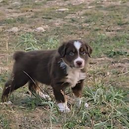 Garth Brooks - Red tri-color male Australian Shepherd puppy in Western Lake, Texas from MicKenna Ridge Ranch
