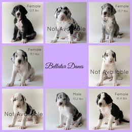 Dachshund and Great Dane Puppies from Bellator Danes & Mini Dachshunds