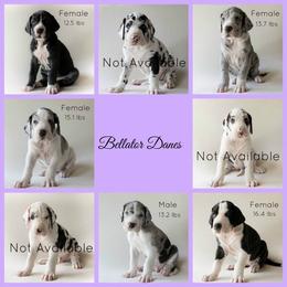 Dachshund and Great Dane Puppies from Bellator Danes & Mini Dachshunds