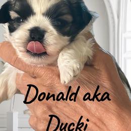 Donald - Sable and white male Shih Tzu puppy in Redmond, Oregon from Jazzie Shih Tzu