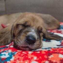 Female 2 - Mahogany and white female Basset Hound puppy in Robbins, Tennessee from Orange Mountain Basset Hounds