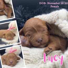 Cavapoo puppies from Cavish's Missouri Cavaliers, Cavapoos, and Miniature Poodles