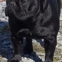 French Bulldogs from Solid Bulls Kamp LLC