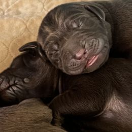 Boy 2 - Chocolate Dilute Retriever puppy in Ramona, California from Granite Ridge Silver Labs