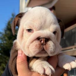 Elena - Chocolate tri-color female Bulldog puppy in Fort Oglethorpe, Georgia from Jhuntfrenchies