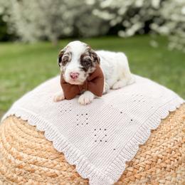 Chunk - Merle male Goldendoodle puppy in Ooltewah, Tennessee from Allison Family Doodles