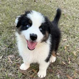 Lane - Black tri-color male Australian Shepherd puppy in Mc Alpin, Florida from RussKris Farms Aussies