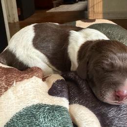 Ash - Liver and white male German Shorthaired Pointer puppy in Georgia from CMC Farms